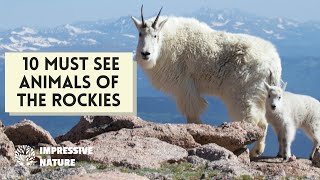 Stunning Animals Found in Rocky Mountains National Park #rockymountains
