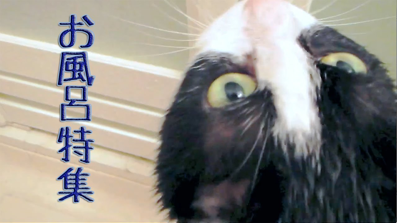 猫カフェ 横浜 風呂好き猫ハッチ♡お風呂特集♪〜おねだりの鳴き声メチャかわいい！　 - Cute Cat Meows 