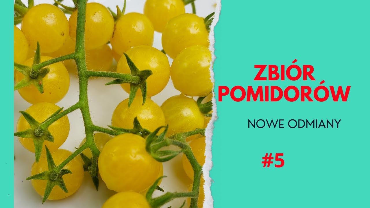 Pomidor Bianca 🍅 Gigante Italiano 🍅 Lovely Lush