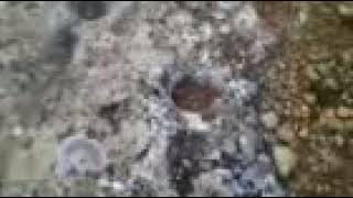 Gariban Defineci(2)