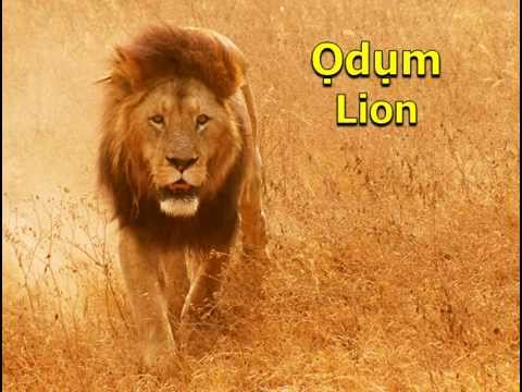 Learn Igbo -  Word for Today - Odum