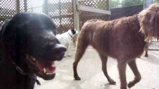 DoGone Fun! The Big Dogs part II Details