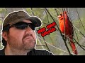 Stunning Red Cardinal In 4K 60FPS - Panasonic Lumix G9 II + Leica 100-400mm Lens