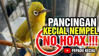 Pancingan Kecial Kuning Biar Nempel Digantang, NO HOAX.!!! | PEPADU KECIAL