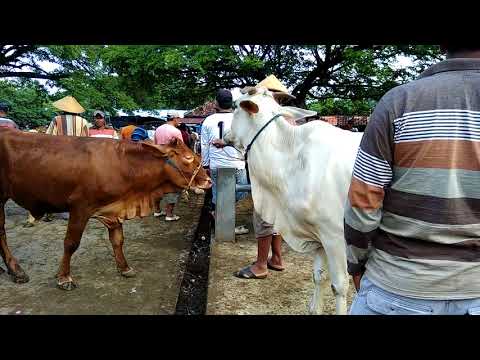 Murah Poll Sapi Pedet Umur 6 Bulan Kisaran Harga 4 Juta 6 Jutaan
