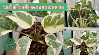 สเน่ห์จันทน์ประกายดาวกลาย ไม้แรร์ มาแรงราคายังพุ่ง