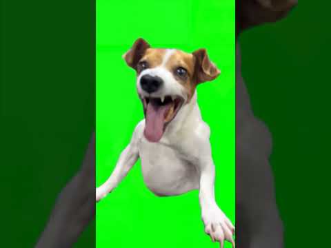 Green Screen Laughing Dog Meme