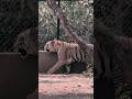 Bengal tiger.