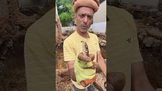 Rat snake non venomous (non poisonous)rescue at Ganesh Nagar Dandeli