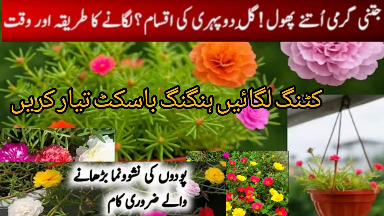 Best Hanging Basket Plants grow From Cuttings/Trailing plants/Basket plants/ Grow Plants cutting