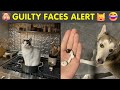 Caught Red-Pawed! 😂 Funny Pets Acting Guilty Like Criminals 🐾 | Humor Sweet