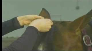 Horse Salesmanship: Sale Preparation,Your Horse's Forelock