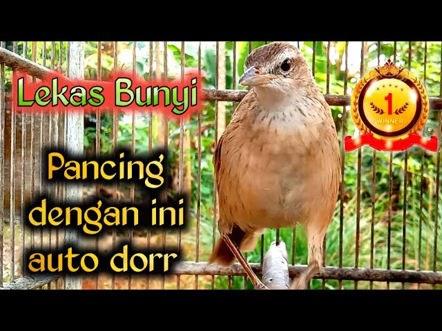 lekas bunyi pancing dengan ini auto dorr cica koreng bahan. class=