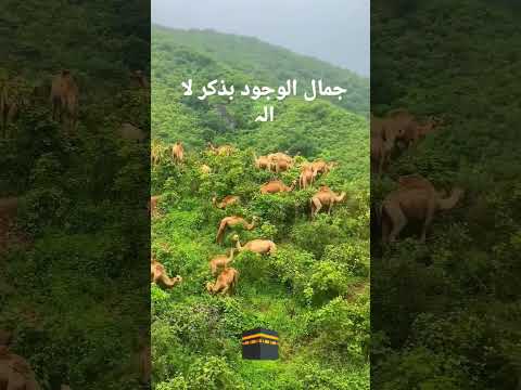 Jamalul Wajood Bayzekri Lelah Arabic Naat Islamic Naat Shorts Viral Islamic