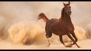 BEAUTIFUL PICTURES OF HORSE صور جميلة  حصان