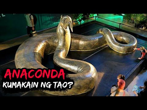 Video: Ilang Mga Katotohanan Tungkol Sa Anaconda