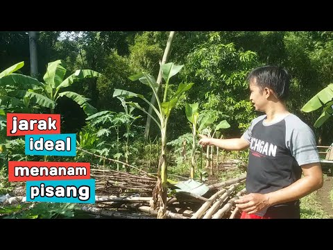 jarak ideal menanam pisang yang benar bibit pisang ambon jarak ideal menanam pisang yang benar bibit pisang ambon