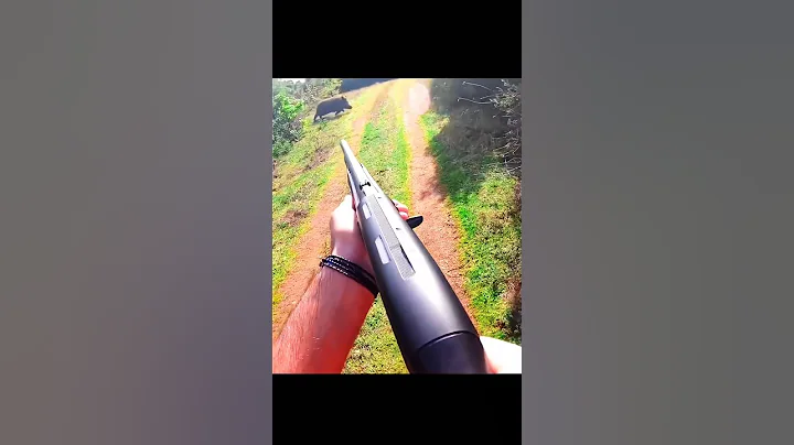 охота на кабана с очень близкого расстояния#hunting#chase#challenge#