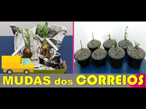 Vídeo: Como Escolher A Muda De Rosa Certa. Esquema De Pouso