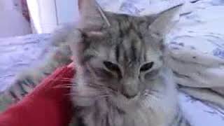 Gato Bosque de Noruega - Norwegian forest cat by GatosMiau 480 views 6 years ago 2 minutes, 3 seconds