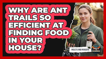 Why Are Ant Trails So Efficient At Finding Food In Your House? - Insects and Invaders