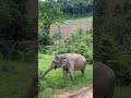 Graze naturally 🍃🐘💚🥰 #changchill #elephant #nature #ethical #wildlife #travel #chiangmai