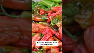 The Worlds Hottest Chilli Pepper Is Potentially Lethal