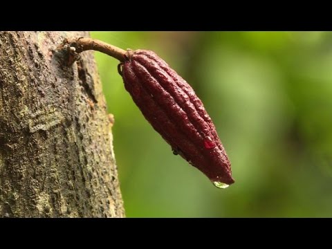 فيديو: شجرة الكاكاو. أين تنمو شجرة الكاكاو؟ فاكهة الكاكاو