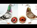 The Fastest Racing Pigeon Bloodline? Meet My Best Kittel Birds!