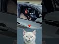 #funny #anime #cat