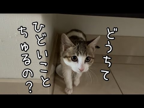 シャンプーされてショックを受けた子猫ちゃん