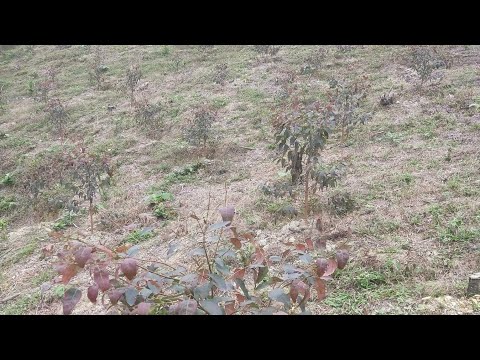 Video: Bạch đàn (cây) mọc ở đâu? Chiều cao cây bạch đàn. thân cây bạch đàn