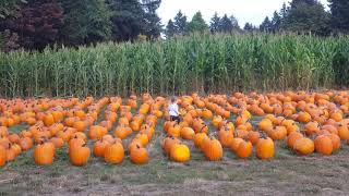 Emma's first pumpkin patch!