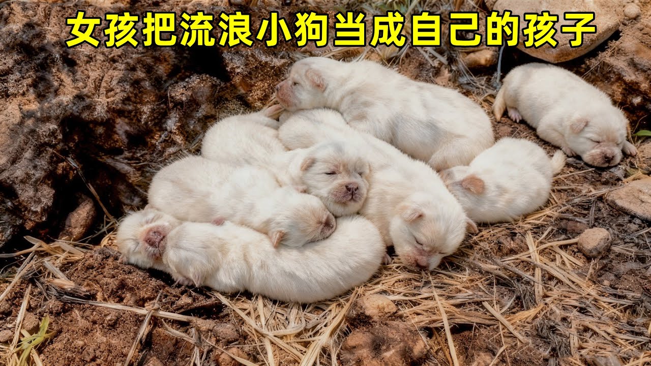 流浪狗生下一窝超可爱的小狗，女孩发现后把它们当成自己孩子照顾