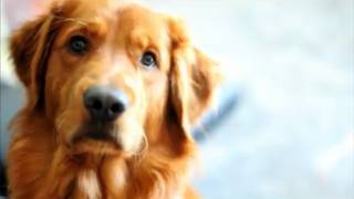 Dogs/puppy Numerology (Miracle Dog Whisperer Tips)