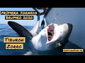 Primera Jornada Brumeo 2020 || Tiburón Zorro Captura y Suelta || BIG GAME