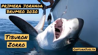 Primera Jornada Brumeo 2020 || Tiburón Zorro Captura y Suelta || BIG GAME