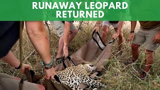 Runaway Leopard Returned To New Home