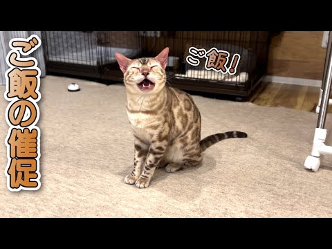 【スノーベンガル猫とトイプードル】ご飯が待ちきれない猫がこちらです