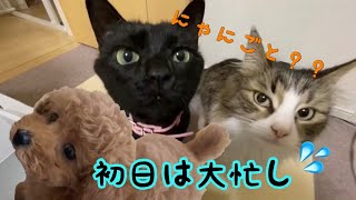 トイプードルの子犬を迎えた初日！大忙しの毎日が始まりました！