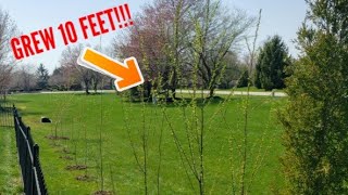 Yard Update – Hybrid Willows Juniper Pin Oak Magnolia 🌳🌲
