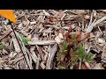 Indiana Urban Edible Landscaping - Early Blooming Berry Bushes Haskaps