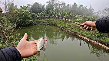 Instructies voor het vissen op tilapia met wormen als aas – eenvoudig maar zeer effectief