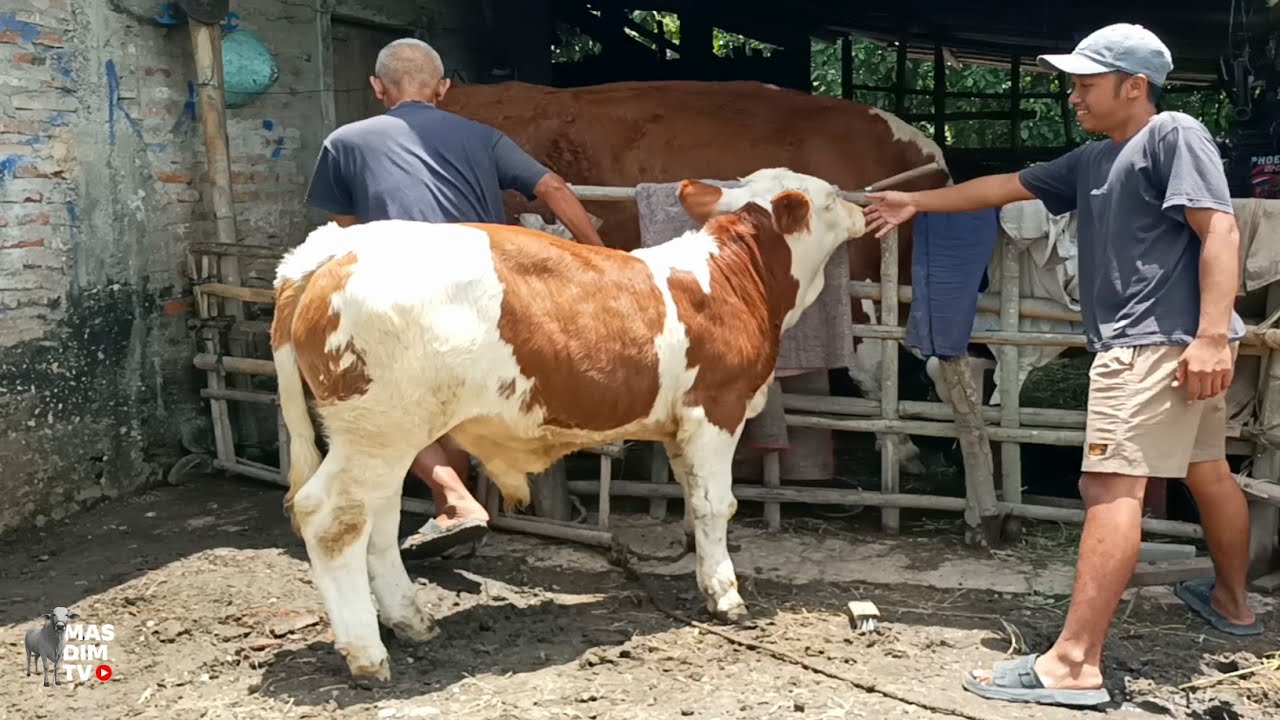 Sentuhan Terakhir Pakde !! Sebelum Pedet Super Simental Marlboro Kita Bawa Dan Kirim Ke Temanggung !