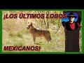 Últimos Lobos Mexicanos