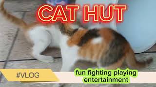 [Nity kittens family] watching more fun full entertainment cats life#catlover ##catsound