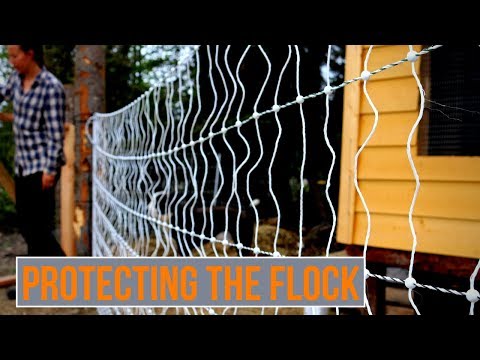 Installing Chicken Fencing | Electric Poultry Netting