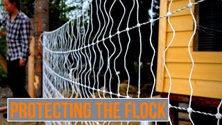 Installing Chicken Fencing | Electric Poultry Netting
