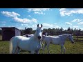 Cavalia odysso montral  les chevaux  sutton