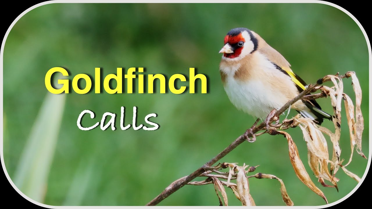 Goldfinch's Call & Feed in the Garden